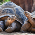 Las tortugas Galápagos son el principal atractivo de las Islas Encantadas.
