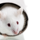 De cara a futuras misiones de larga duración, por ejemplo a Marte, la radiación espacial puede llegar a ser un serio problema de salud.