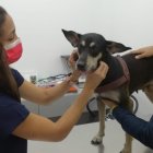 Las fundaciones entregan al animal en adopción, cuando el postulante cumple con todos los requisitos.