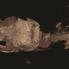 El dinosaurio aviano, en realidad, era un lagarto.