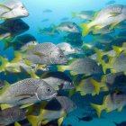 Siguen descubriendo nuevas especies en Galápagos.