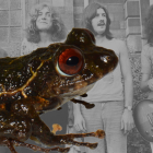 La nueva especie se caracteriza por tener la piel del dorso y de los flancos finamente tuberculada.