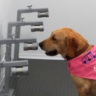 Un perro de raza labrador-retriever adiestrado para detectar casos de infección por COVID-19, se sienta después de detectar un caso en botes que contienen muestras de sudor humano, dentro de un vehículo para la inspección durante un pase para la prensa este jueves, en la Universidad de Chulalongkorn en Bangkok, Tailandia.