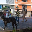 San Cristóbal. Una ordenanza evitará que los perros deambulen sin sus dueños por la calles de esta ciudad.