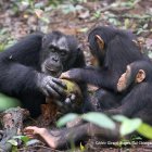 Más resilientes de lo que se pensaba anteriormente: los chimpancés salvajes que pierden a su madre a una edad temprana superan el trauma después de un par de años y sus niveles de la hormona del estrés vuelven a la normalidad.