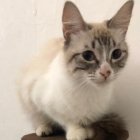 Las gatitas se encuentran en buenas condiciones y se les busca un nuevo hogar.