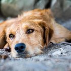 El problema de abandono de animales es mayor en ciertos sectores de Guayaquil.