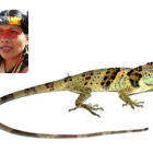 La lagartija, denominada Anolis nemonteae, fue localizada en las vertientes del Pacífico de los Andes, en el suroeste de Ecuador, a elevaciones entre 372 y 1.000 metros.