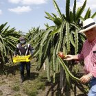 PRESIDENTE DE SUMESA ING JORGE GARCIA MUESTRA LOS CULTIVOS DE PITAJAYA EN EL SECTOR DE CHONGON/JIMMY NEGRETE/GUAYAQUIL-ECUADOR
