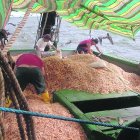 Este es el punto principal de desembarque de esta especie. La formalización del sector busca definir su aporte y los volúmenes de captura.