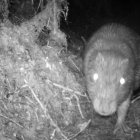 Una especie captada en plena oscuridad dentro del área protegida.