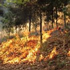 Los incendios forestales afectan enormemente la biodiversidad de la Amazonía.