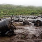 La fauna y flora del Parque Nacional Galápagos son únicas.
