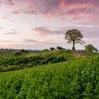 La Finca Botánica de Young Living Ecuador está ubicada en Chongón, Guayaquil.