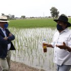 Cultivo. En la siembra de arroz se usan patos para evitar utilizar herbicida y no se usan químicos que luego contaminan el río.  2. Biotanque. A este tanque van las aguas servidas. Allí son tratadas para que al regresar al río estén libres de coliformes fecales.