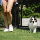 Contar con áreas verdes cercanas es importante para los dueños de mascotas.