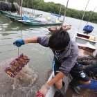 Un cangrejero muestra un atado del crustáceo en el Golfo de Guayaquil.