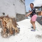 Tala. Muchos vecinos tenían mango y otros árboles, que fueron tristemente talados al llegar la obra. El Municipio no se refiere a ese tema, pero asegura que sembrará 400.