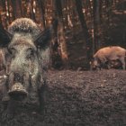 El impacto climático de los jabalíes es mayor que el de un millón de coches, según un estudio que señala que al escarbar el suelo estos liberan anualmente alrededor de 4,9 millones de toneladas métricas de dióxido de carbono en todo el mundo, el equivalente a 1,1 millones de coches.