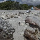 Peces muertos en una playa de Florida a causa del fenómeno natural.
