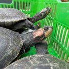 Algunas de las especias que serán devueltas a su hábitat.