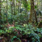 otografía cedida por Smithsonian de Panamá de bosque de Oreomunnea mexicana en la Reserva Hidrológica de Fortuna, en Panamá.