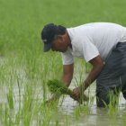 Según cifras del Banco Central del Ecuador, las exportaciones de arroz al mundo han caído en el primer trimestre del año.
