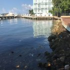 Registro este miércoles de las orillas de la Bahía Vizcaína, en el que se aprecia la contaminación por plásticos y algas tóxicas, en Miami (Florida, EE.UU.).