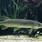 La investigación advierte que en el país no se realiza un "manejo sustentable del recurso"