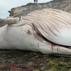 La ballena que fue encontrada muerta en las costas de Ayangue