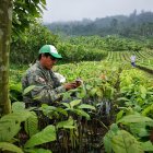 EL EDEN DEL CACAO . DIARIO EXPRESO