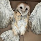 Ataque. La lechuza con las patas cortadas que se encontró al norte de Guayaquil, según el parte de la Policía.