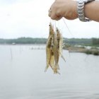 China vuelve a sancionar a dos empresas camaroneras.