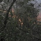 El panorama alarmante en los bosques del país del altiplano.