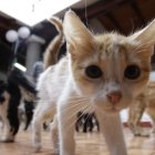 Atención. Los gatos reciben cuidados diariamente en la fundación