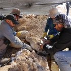 El tamaño de este espécimen también es difícil de estimar. Foto Internet