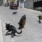 Situación. Decenas de canes rondan las calles del barrio ubicado en el norte de Quito. La pandemia agravó el problema por el abandono de las mascotas de compañía a raíz de la crisis.