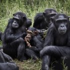 Durante décadas, los biólogos han observado que entre los chimpancés macho abundan los comportamientos amistosos como la cooperación o las alianzas.