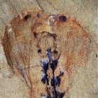 Vista de la parte anterior del fósil fotografiada con luz directa y mostrando las huellas oscuras de los ojos laterales. La barra de escala equivale a 2 milímetros.