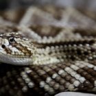 Un ejemplar de cascabel.