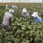 cultivo de plantas de cannabis.