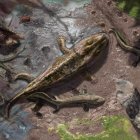 Representación artística de dos tetrápodos primitivos del Devónico Tardio saliendo del agua para desplazarse por la tierra. EFE/Davide Bonadonna.