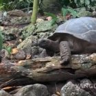 El vídeo se filmó en julio del año pasado en los bosques de la isla de Frégate (Seychelles).