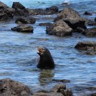 Declaradas en 1978 como Patrimonio de la Humanidad de la Unesco, el archipiélago se sitúa a unos mil kilómetros al oeste de las costas continentales de Ecuador.