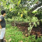 El cacao se siembra en varias zonas. Los clones dan resultados.