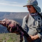 Fotografía cedida este viernes por el Parque Nacional Galápagos que muestra una iguana rosada el 6 de agosto de 2021, en la isla de Santa Cruz, en los Galápagos (Ecuador).