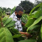 Asesoría. Franklin Borbor enseña cómo realizar una poda, qué ramas cortar y cómo hacerlo.