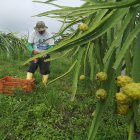 La pitahaya es un producto que tiene portencial.