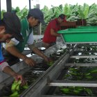 Los bananeros quieren que se reduzcan los aranceles.