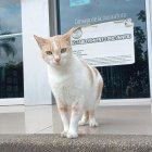 Los animales que viven en los exteriores del Complejo Judicial, reciben los cuidados de un grupo de trabajadoras.